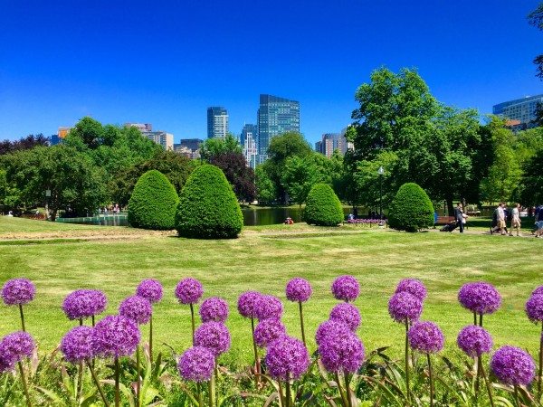 Boston Public Garden with the skyline in the background